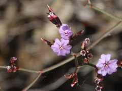 Limonium virgatum
