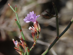 Limonium virgatum