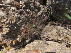 Limonium virgatum
