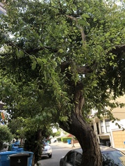 Prunus salicina