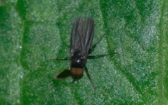 Opetia nigra