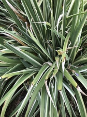 Iris foetidissima
