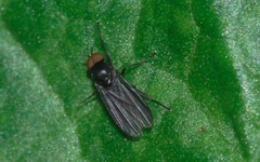 Opetia nigra