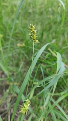 Carex spicata