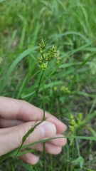 Carex spicata