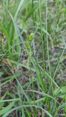Carex spicata
