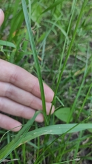 Carex spicata
