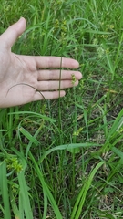 Carex spicata
