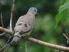 Turtur abyssinicus
