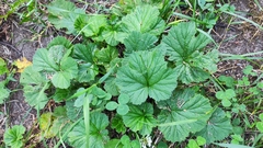 Geum macrophyllum