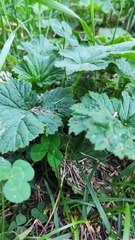 Geum macrophyllum