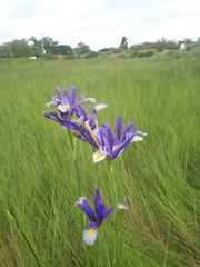 Iris xiphium