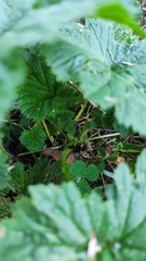 Geum macrophyllum
