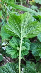 Geum macrophyllum