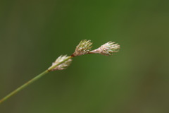 Carex brevior