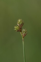 Carex brevior