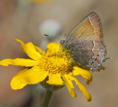 Callophrys muiri