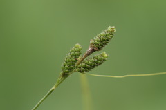 Carex hirsutella