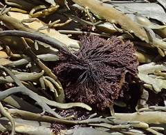 Vertebrata lanosa