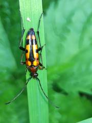 Stenurella septempunctata