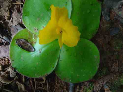 Costus spectabilis image