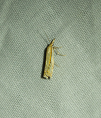 Crambus saltuellus