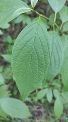 Cornus sericea