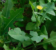 Sonchus oleraceus