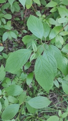 Cornus sericea