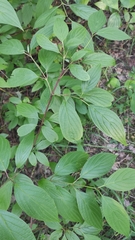 Cornus sericea