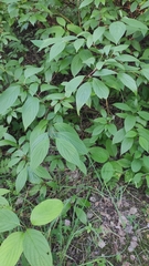 Cornus sericea