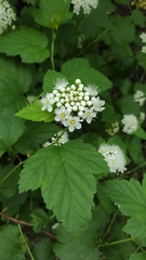Physocarpus opulifolius