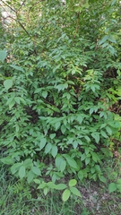 Cornus sericea
