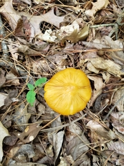 Hymenopellis sinapicolor
