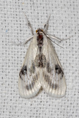 Cliniodes ostreonalis