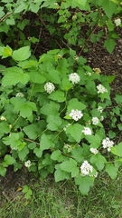 Physocarpus opulifolius