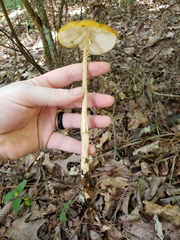 Hymenopellis sinapicolor