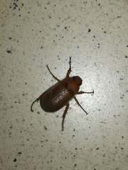 Amphimallon assimile