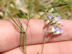 Pediomelum linearifolium