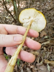 Hymenopellis sinapicolor