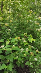 Physocarpus opulifolius