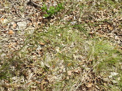 Pediomelum linearifolium