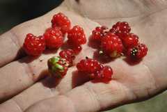 Rubus geoides