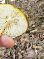 Hymenopellis sinapicolor