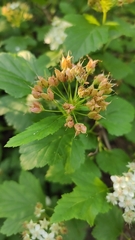 Physocarpus opulifolius