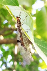 Megistopus flavicornis