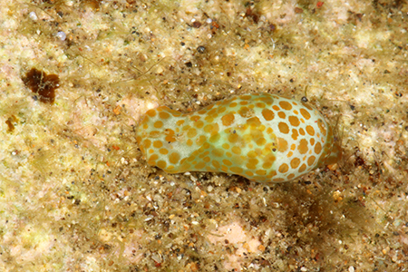 Lamprohaminoea evelinae