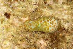 Lamprohaminoea evelinae