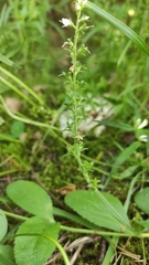 Veronica officinalis