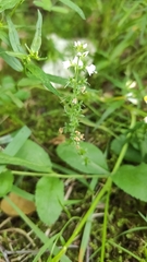 Veronica officinalis